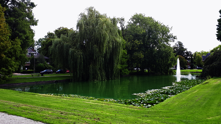 Vijver met gras en bomen eromheen